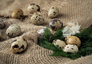 Çuval bezinde çiğ bıldırcın yumurtası. Sağlıklı yeme kavramı.
