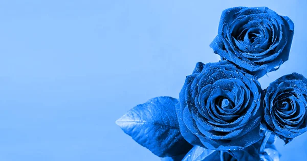 Rose Blu Con Gocce Rugiada Uno Sfondo Blu Classico Sfondo — Foto Stock