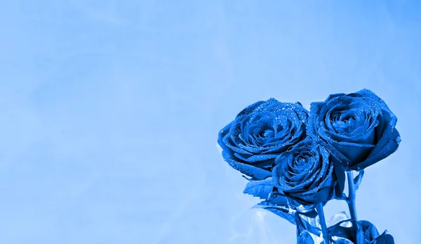 Roses Bleues Avec Des Gouttes Rosée Sur Fond Bleu Vintage — Photo