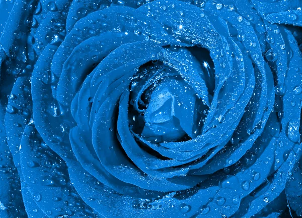 Una Gemma Una Bella Rosa Blu Con Gocce Acqua Sui — Foto Stock