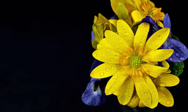 Rugiada Petali Gialli Azzurri Fiori Dopo Annaffiamento Vista Dall Alto — Foto Stock