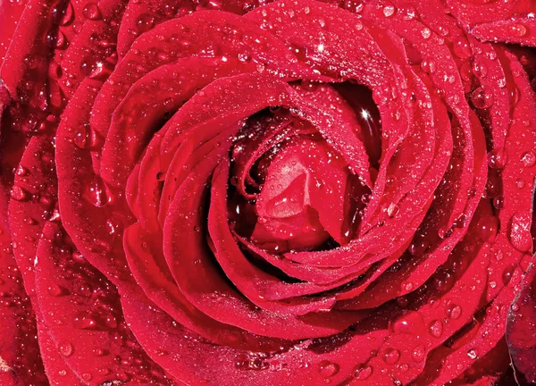 Una Gemma Una Bella Rosa Bordeaux Rosa Con Gocce Acqua — Foto Stock