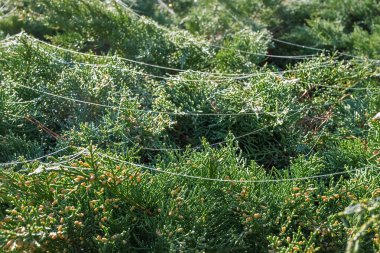Thuja dalları güneşin doğuşunda çiğ taneleri içinde parlar. Ağ, eşkıyanın çiyle kaplı dalları arasında gerilmiştir. Baharın başlarında, çiçek açan bir eşkıyanın başlangıcı. Yakın plan.