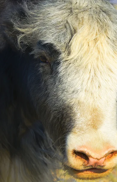 Head of wild yak — Stock Photo, Image
