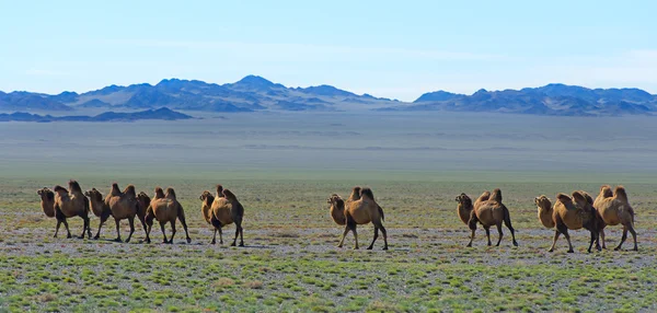 Camels in the desert — Stock Photo, Image