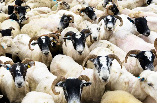 Herd of sheep — Stock Photo, Image