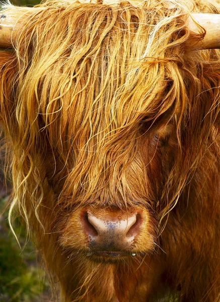 Highland hairy cattle — Stock Photo, Image