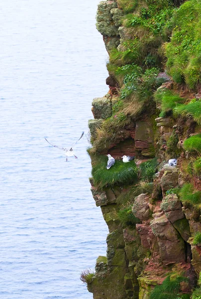 Bird colony on a cliff — Stock Photo, Image
