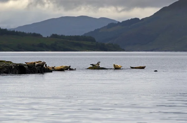 Grupo de focas cinzentas selvagens na costa da ilha de Skye — Fotografia de Stock