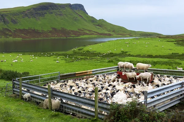 Rural sheep farm — Stock Photo, Image