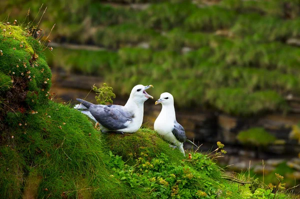 Seagulls on a coast of Atlantic ocean — Stock Photo, Image