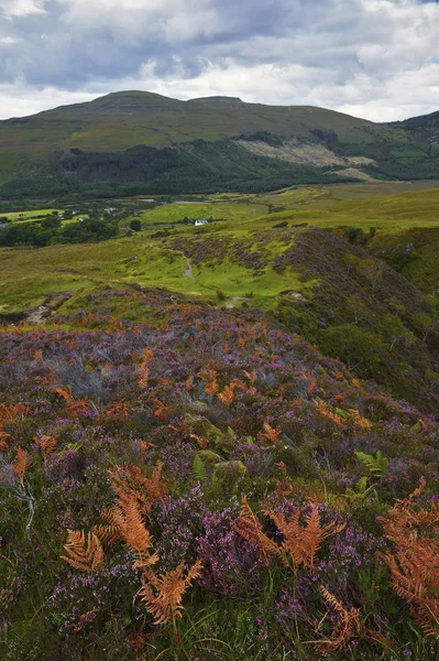 Heather hills of Scotland