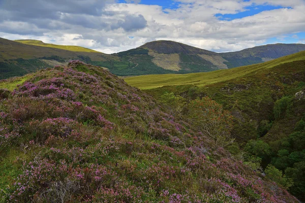 Heather hills İskoçya'nın — Stok fotoğraf