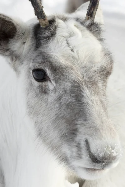 One year old reindeer — Stock Photo, Image