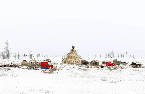 Табір кочового племені в полярній тундрі — стокове фото