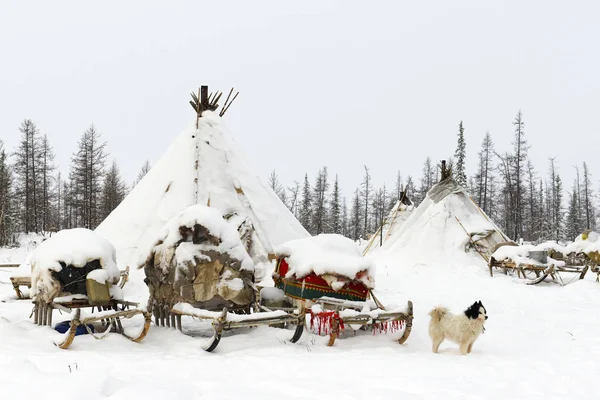 在极地苔原的游牧部落的营地 — 图库照片
