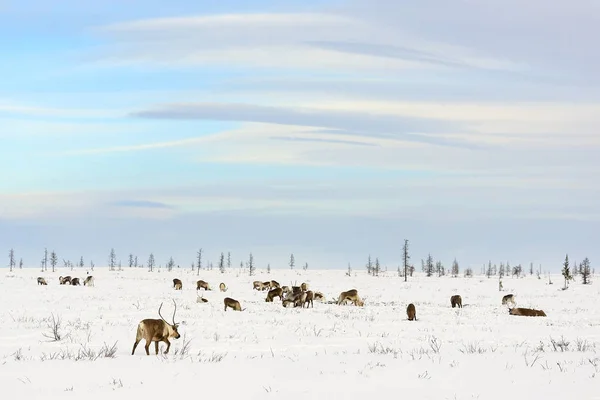 Rentierherde grast in der Tundra — Stockfoto