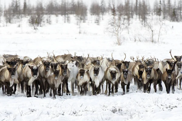 Tundra içinde otlatma en iyi reindeers göç