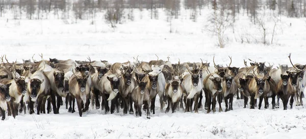 Tundra içinde otlatma en iyi reindeers göç