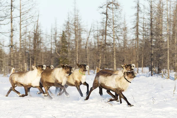 Egész tundra rénszarvas migráció — Stock Fotó