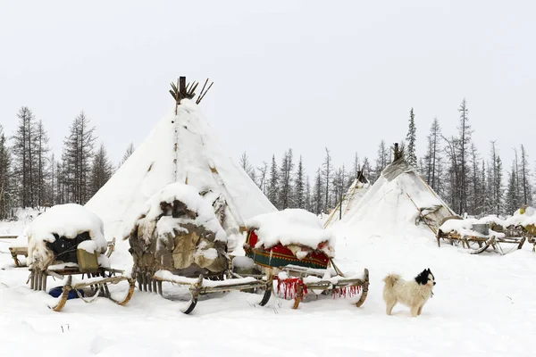 Campo della tribù nomade nella tundra polare Immagine Stock