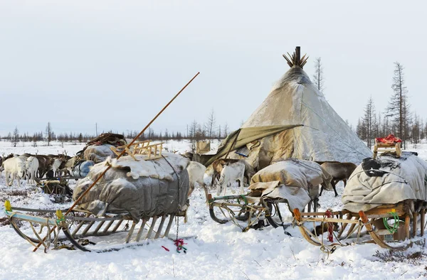 Camp of nomadic tribe in the polar tundra at a frosty day, chum, sled and other stuff — Stock Photo, Image
