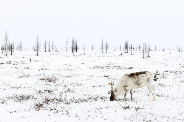 驯鹿在冻土带的附近极圈吃草在寒冷冬日里. — 图库照片