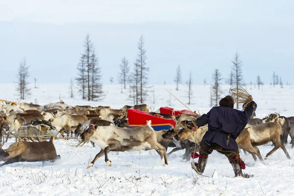 Pastor Nomad captura renas por laço durante a migração . — Fotografia de Stock
