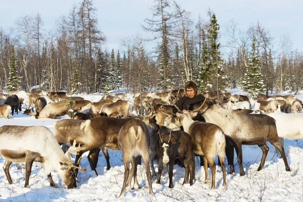 Nomad shepherd feeds reindeer by lasso during migration. — Stock Photo, Image