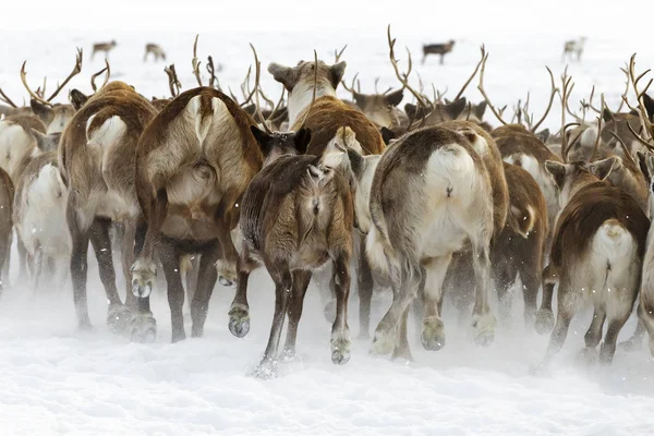 Rénszarvasok áttelepítése a legjobb legelészik a polar kör közeli tundra egy hideg téli napon — Stock Fotó