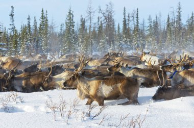 Reindeers migrate for a best grazing in the tundra nearby of polar circle in a cold winter day. clipart