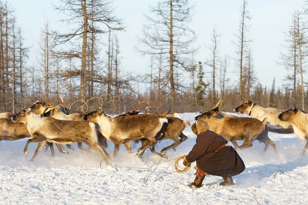 Yörük çobanı camp yakınındaki onun ren geyiği ile. 