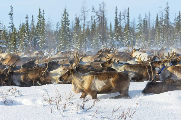 Reindeers migrate for a best grazing in the tundra nearby of polar circle in a cold winter day. — Stock Photo, Image