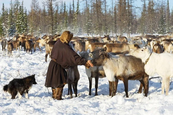 Pasterz reniferów Nomad daje sól do jego reniferów. Obrazy Stockowe bez tantiem