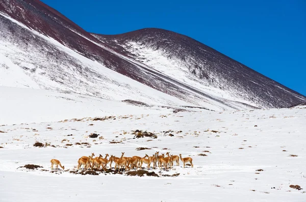 Rebanho de Alpacas em um pasto no deserto do Atacama . — Fotografia de Stock