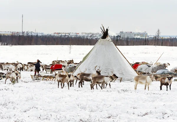 Musher de Nenets nacionalidade faz um acampamento nômade em uma periferia da cidade de Labytnangi . — Fotografia de Stock