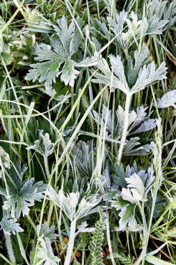 Çayır bir donmuş ot ile