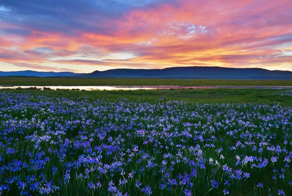 Prado com flores de íris florescendo, república de Khakassia . — Fotografia de Stock