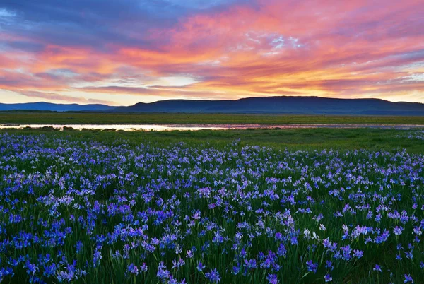 Prato con fiori di iris in fiore, repubblica di Khakassia . Immagine Stock