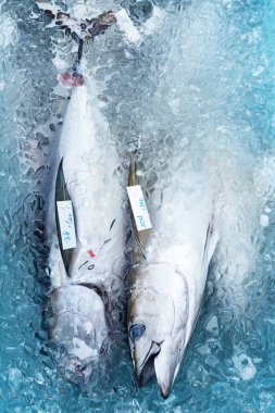 Fresh catch of tuna clipart