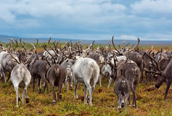 Reindeer migrate for a best grazing in the tundra nearby of polar circle. — Stock Photo, Image