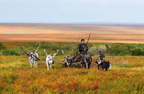 Кочевник ведет сани с дровами в лагерь . — стоковое фото