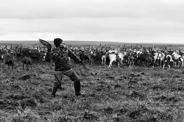 Nomad herder leads reindeer — Stock Photo, Image