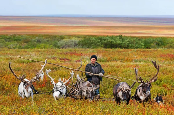 Nomad herder prowadzi stado jego reniferów. Obrazek Stockowy