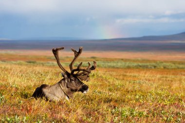 Avka Evcil Ren geyiği genel adıdır