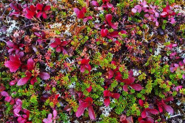 Parlak tundra bitki örtüsü