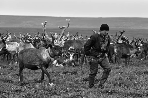 Nomad herder leads reindeer — Stock Photo, Image