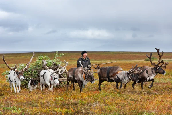 Nomad herder prowadzi sanki z drewna opałowego do obozu. — Zdjęcie stockowe