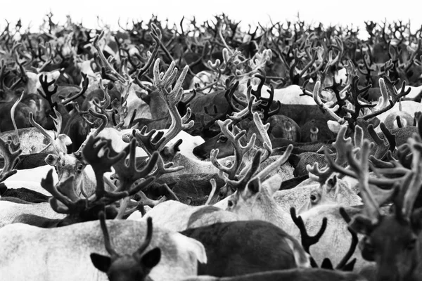 Migration of Reindeer herd — Stock Photo, Image