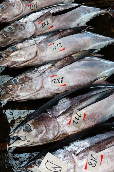 Verse tonijn veiling — Stockfoto